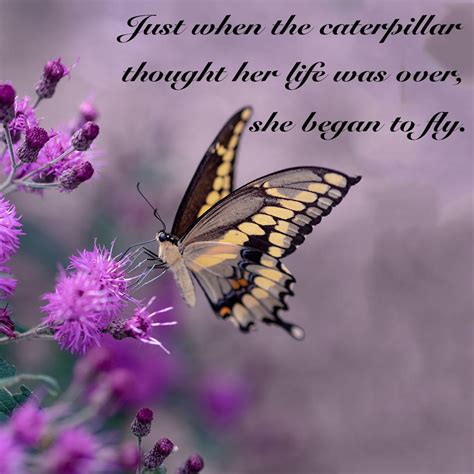 We Love This Butterfly Quote So Much 💞 🦋 Just When The Caterpillar
