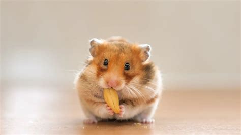 Gerbils Vs Hamsters Which One Is Right For You Proto Animal