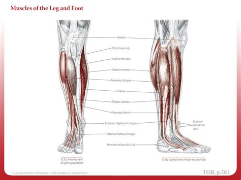 Ppt Chapter 7 Leg And Foot Powerpoint Presentation Free Download Id