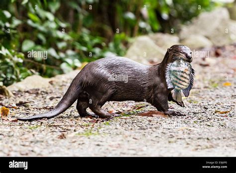 Smooth Coated Otter Lutrogale Perspicillata In Mangrove Habitat Stock