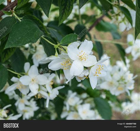 Blooming Jasmine Shrub Image And Photo Free Trial Bigstock