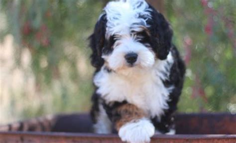 Beautiful bernedoodle puppies from our family to yours! Bernedoodle Puppy for Sale - Adoption, Rescue for Sale in ...