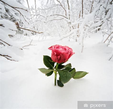 Winter Rose Im Schnee Symbol Der Späten Liebe Letzte Liebe