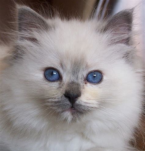 Ragdoll Cute Cats Cute Cats