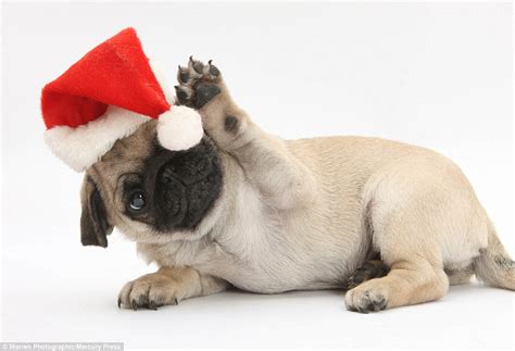在庫あり Holiday 365 Christmas Cute Dog Santa Hat With Mask パーカー Kids
