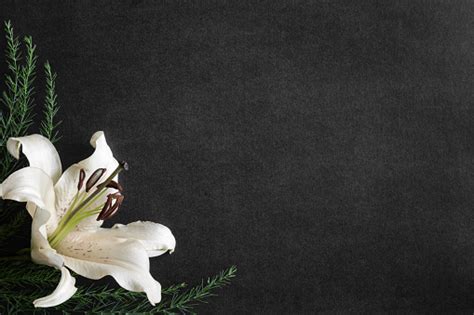 Some people request donations to the deceased's favourite charity. Lily Flower On The Dark Background Condolence Card Empty ...