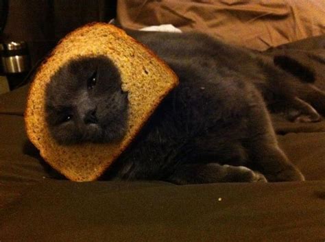 Image 244258 Cat Breading Know Your Meme