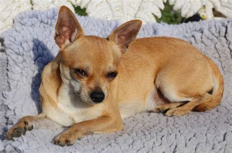 Which five dog breeds are most likely to become fat? Teacup Chihuahua - 8 Facts about these Adorable Mini Chi ...