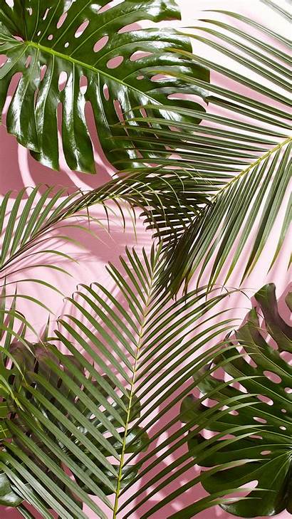 Aesthetic Palm Leaves Leaf Iphone Wallpaperaccess Wallpapers