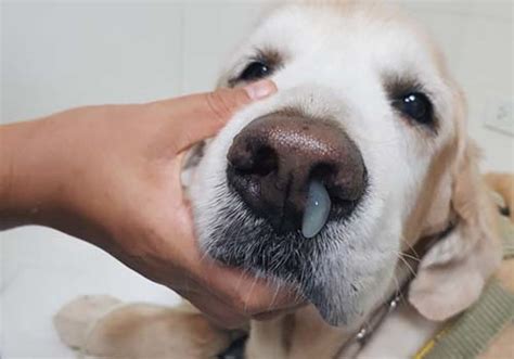 Veterinary Practice: Puppy Stuffy Nose