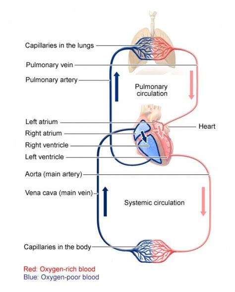 Pin On Circulatory Cycle
