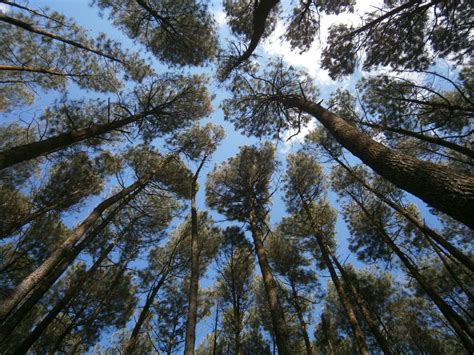 66 Foto Pemandangan Pohon Pinus