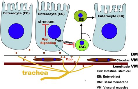 Trachea Derived Dpp Controls Adult Midgut Homeostasis In Drosophila