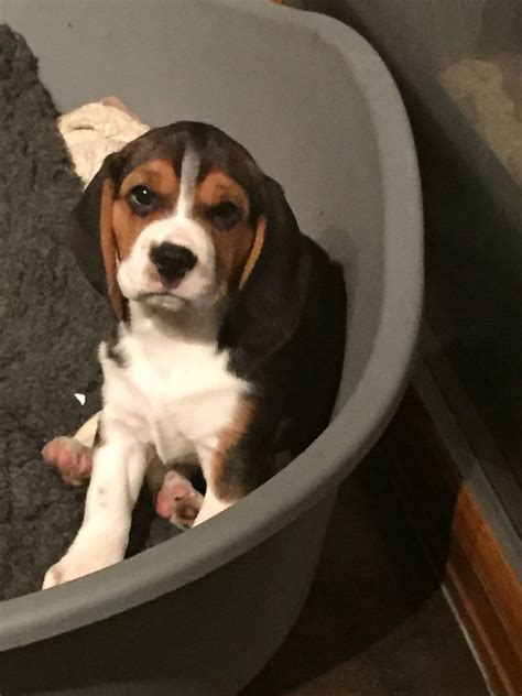 The great big lone star state of texas is known for everything there being bigger and better. Beagle Puppies For Sale | Dallas, TX #249281 | Petzlover