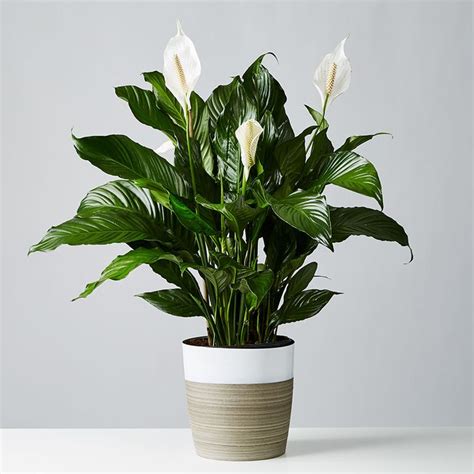 Flowering plants such as orchids and bromeliads were not included. Plants.com | Peace lily plant, Plant care houseplant ...