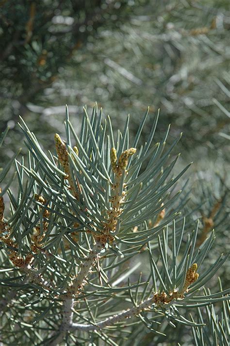 Singleleaf Pinyon Pine Pinus Monophylla In Salt Lake City Utah Ut