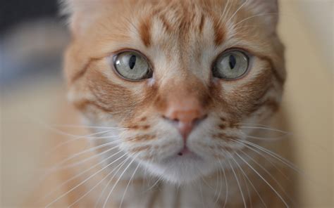 Your new cat needs a name, an identity, a signature moniker. Orange Cat Names - 135 Best Names For Ginger Kittens