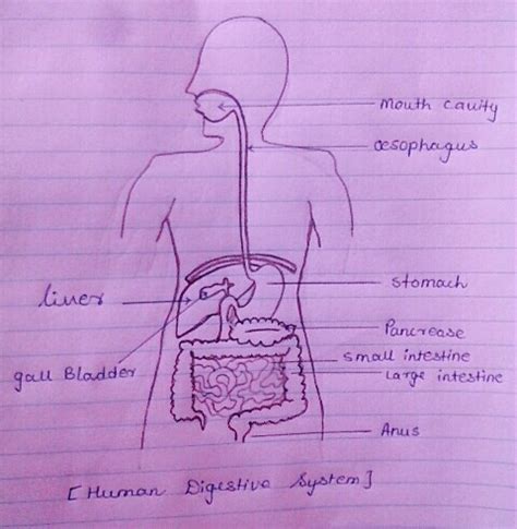 How to draw liver in simple step with pencil. Easy Steps to Draw Human Digestive System [Class 10 NCERT ...