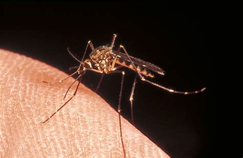 Culicidae Mosquito