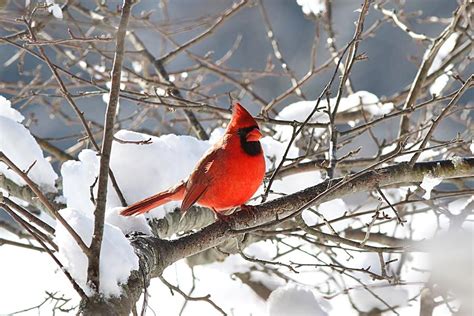 Northern Cardinal In The Snow Photograph By Linda Crockett Fine Art