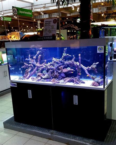 Best to aquascape with live rock in the tank's water. Tonga branch rock.: | Saltwater tank, Saltwater aquarium ...
