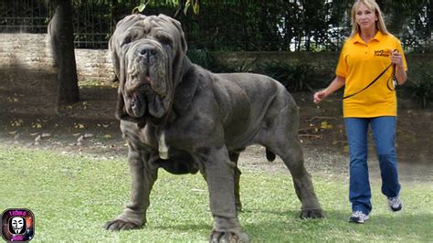 10 Unique Dog Breeds You May Never Come Across Gaul Techo