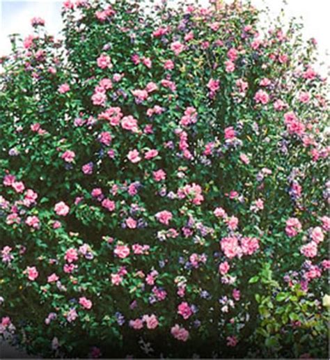 Rose Of Sharon Hibiscus Syriacus Plants Rose Of Sharon