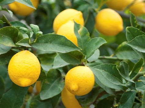 Citrus limon cinensis Lemonade Dwarf | Wholesale Nursery - Nurseries in Melbourne, Sydney ...