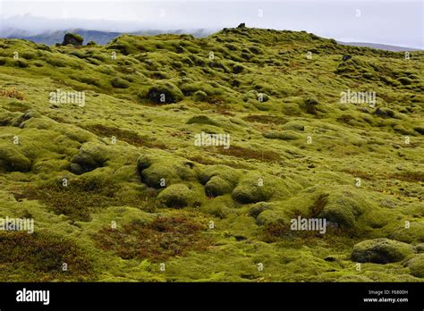 Distinctive Moss Covered Lava South Iceland Stock Photo Alamy