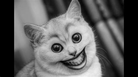 Смешной кот Funny Cat Youtube