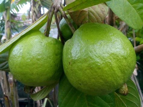 Dibandingkan dengan buah jambu kristal, buah jambu biji merah memiliki harga yang relatif lebih murah. Baru 30+ Gambar Bunga Jambu Biji