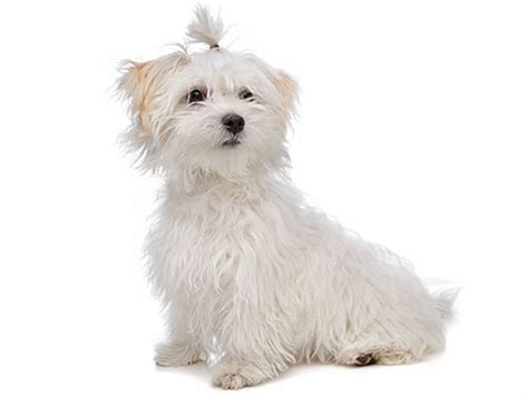 Learn All About The Maltese Dog Breed History Stats Health And More