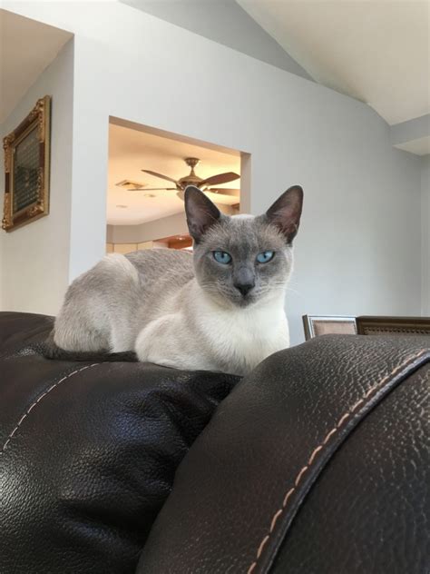 2020 popular 1 trends in home & garden, toys & hobbies, jewelry & accessories, sports & entertainment with pet orange cat and 1. Siamese Cats For Sale | Eltingville, New York, NY #204476