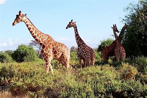 Safari Tour Nairobi National Park Provided By Kenya Bush Expeditions