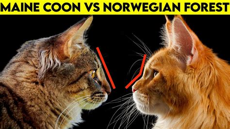 Maine Coon Vs Norwegian Forest Cat How To Identify Them Youtube