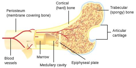 The endosteum is the structured membrane that lines the walls of the medullary cavity of the bony trabecula (the spongy part of the bone), the haversian canals, and the endosteum is also believed to have hematopoietic properties. 3D Bone Marrow Made from Silk Biomaterials Successfully ...