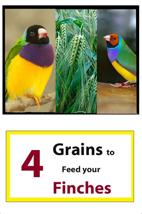 Four Healthy Grain Foods For Finches Gouldian Finch Information