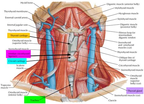The neck muscles, including the sternocleidomastoid and the trapezius, are responsible for the gross motor movement in the muscular system of the head and neck. Trachea - Anatomy & Function - Trachea and Esophagus Location