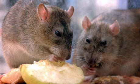 Repeat this method two to three times a week and you will see positive results. Cambodians eat rats to beat global food crisis | World ...