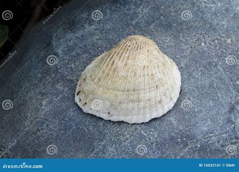Seashell On Stone Stock Image Image Of Seashore Beach 15032141