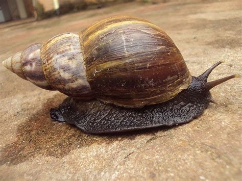 Caracol E Caramujo Diferenças