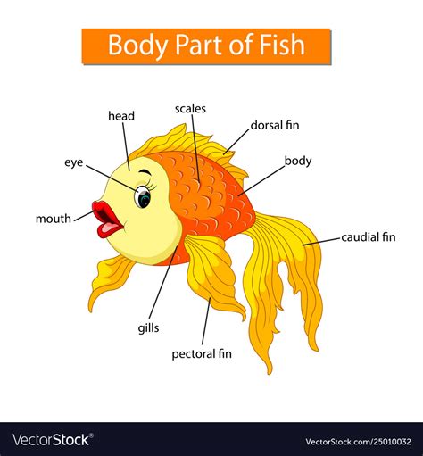 Human body parts comprise of a head, neck and four limbs that are connected to a torso. Diagram showing body part fish Royalty Free Vector Image