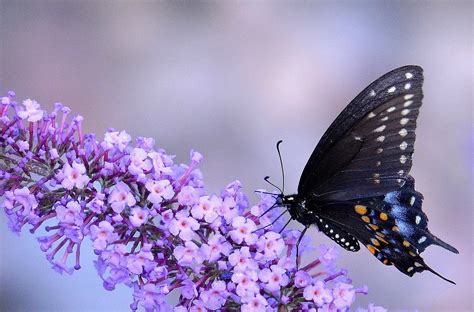 Animals Macro Insect Butterfly Flowers Purple Flowers