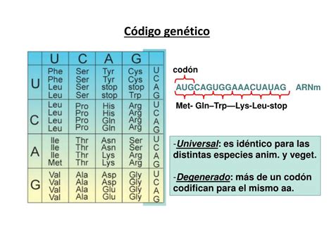 PPT Bolilla Ácidos nucleicos PowerPoint Presentation free download ID