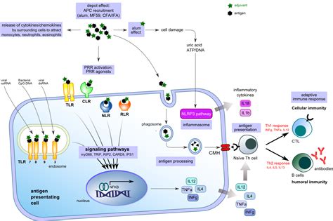 Vaccine adjuvants - ozbiosciences