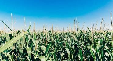 Grain Farmers of Ontario Legacy Scholarship Applications Now Being