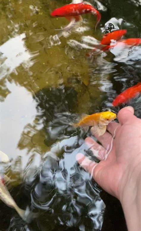 Some Koi Fish Like Getting Pet This Is My Baby Koi Guppy R