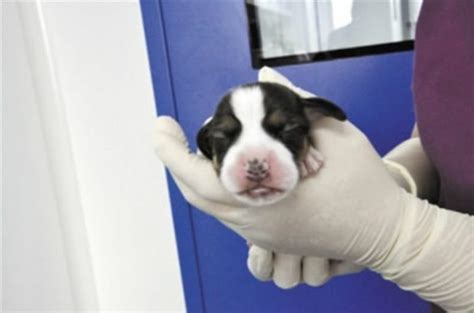 China Successfully Clones Worlds First Genetically Engineered Puppy