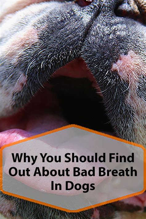 Bad Breath In Dogs What Causes It And What You Can Do About It Bad