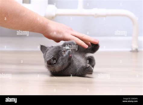 Small Gray Kitten Plays With Hands The Cat Scratches And Bites His